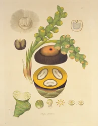 Borassus flabelliformis (Palmaira árvore) ilustração de &39;plantas da costa de Coromandel&39;, 1795